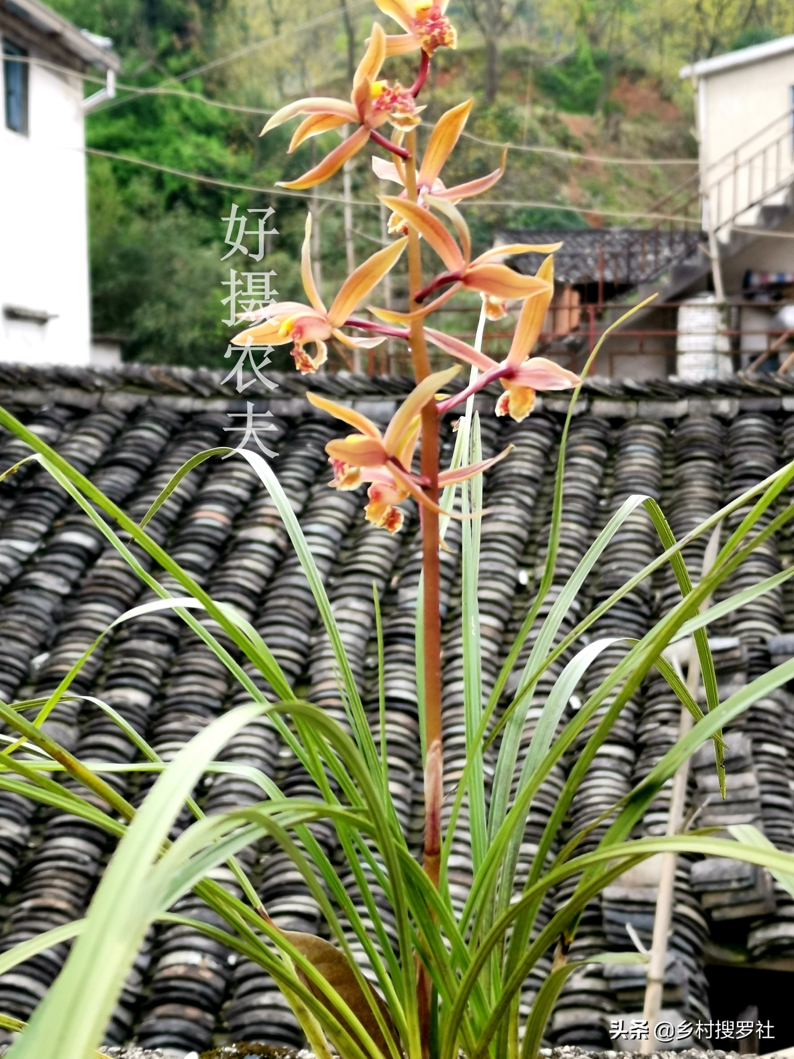 兰花用什么水喷叶子最好,兰花花朵有点干能不能喷点水雾