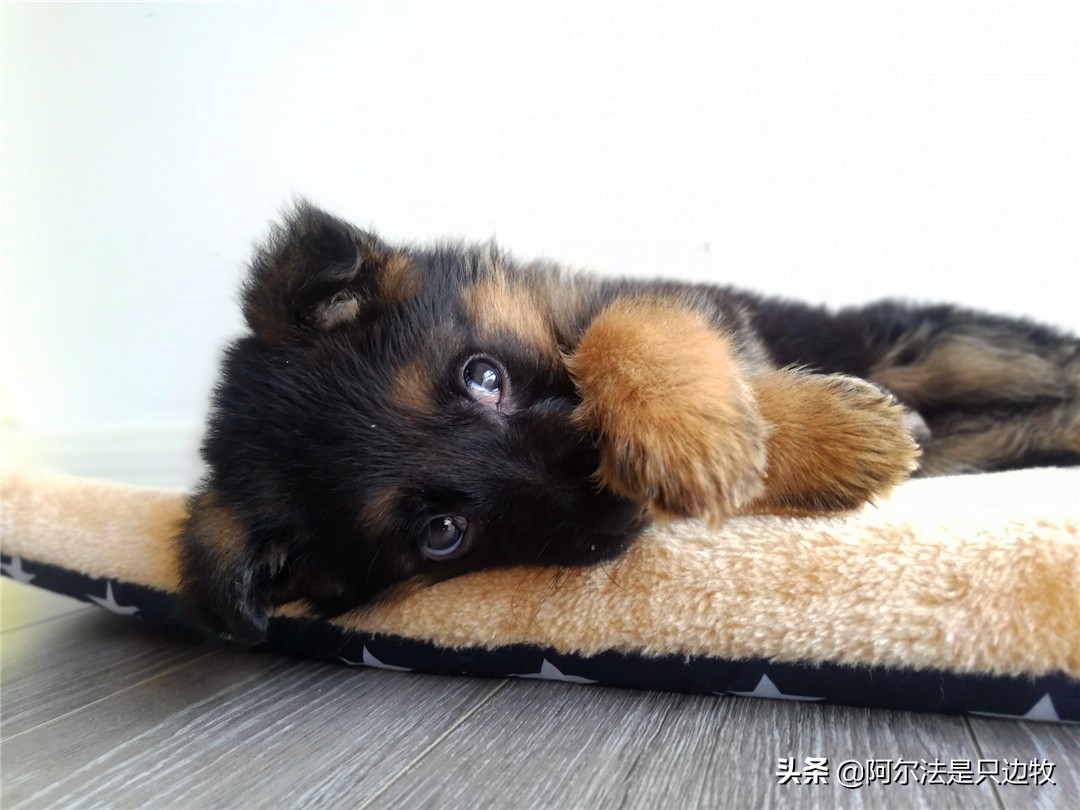 德牧小时候有多可爱长大就有多帅,德牧小时候有多可爱长大了有多猛