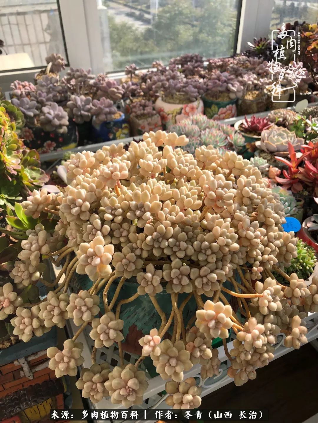 新手养的多肉怎么管理好看,阳台养多肉正确方法