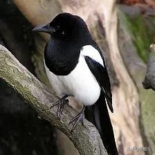 千元显卡英伟达,英伟达ai芯片渲染能力