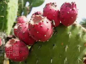 世界稀奇水果品种大全,世界热带奇特水果品种介绍