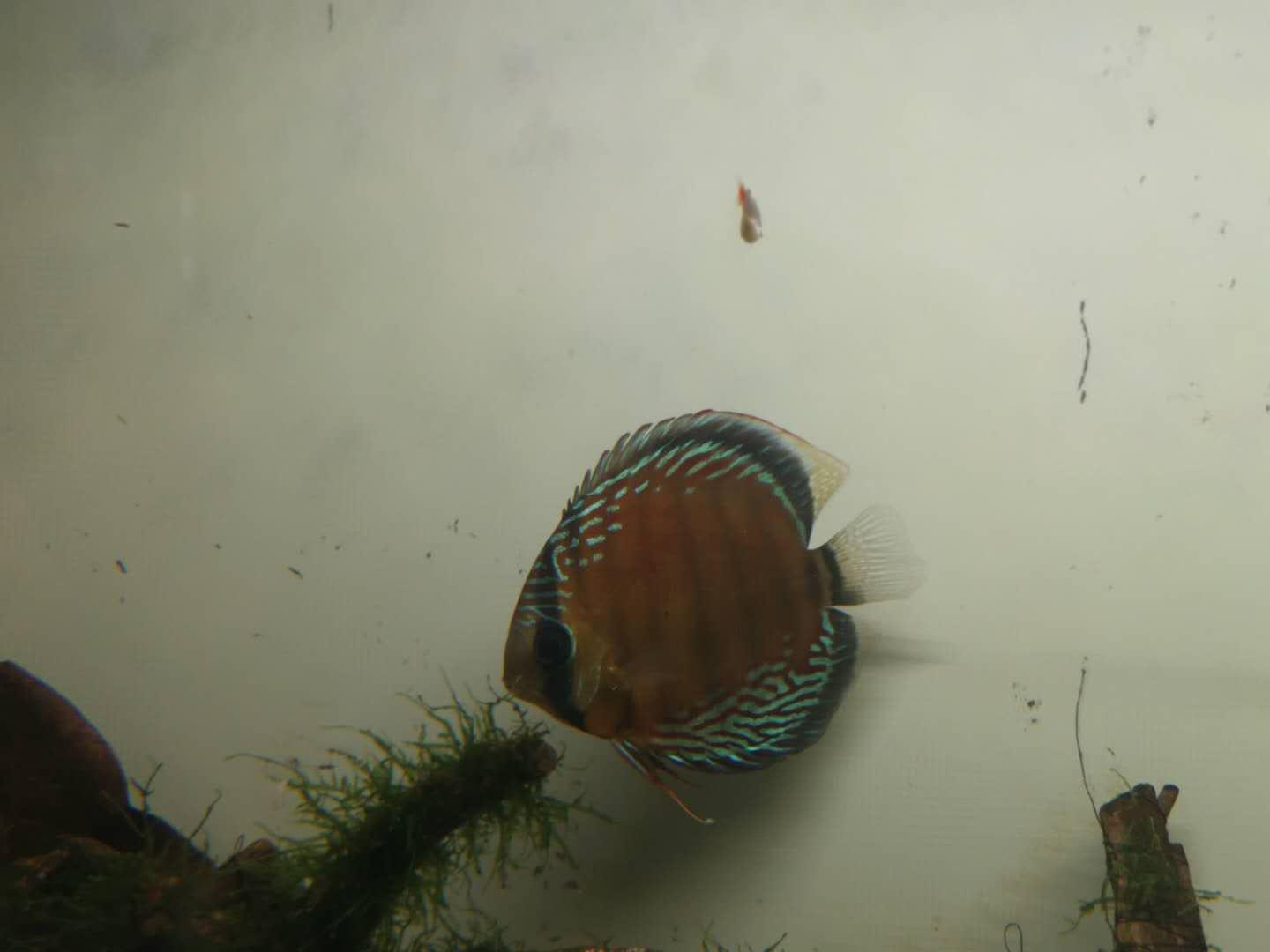 《易经》离卦养鱼——硝化细菌，建立鱼缸生态系统。