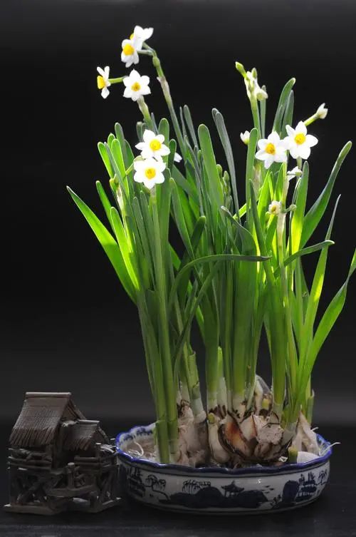 水仙对光照的要求,水仙施肥的正确方法