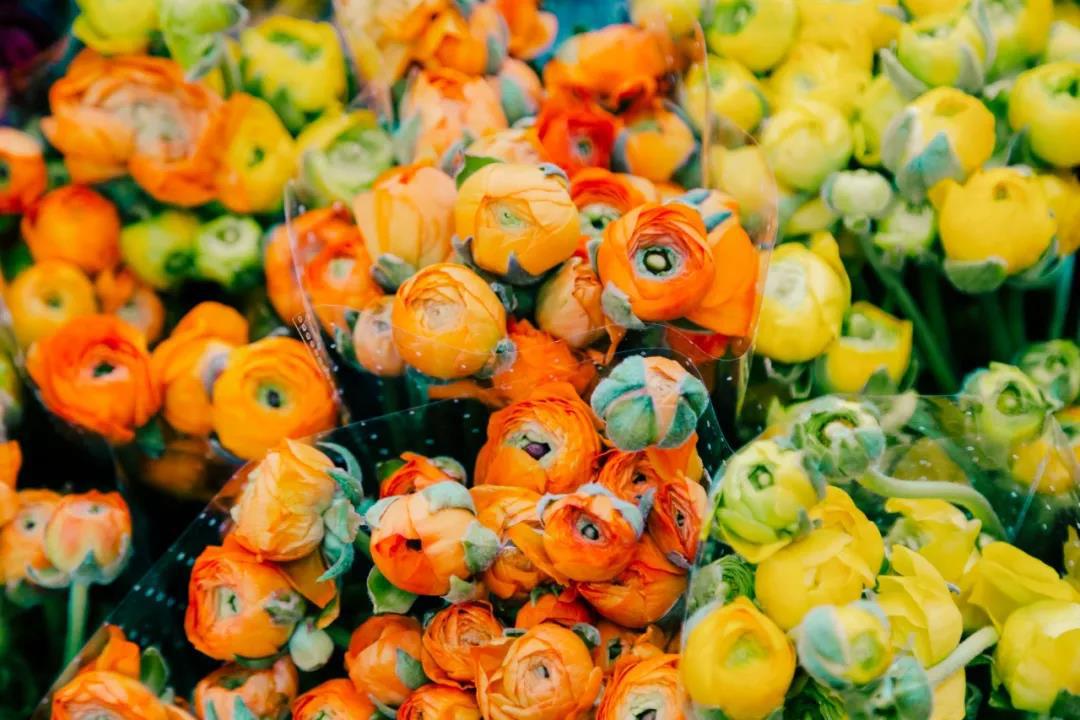 乌鲁木齐附近最便宜的花市,乌鲁木齐市花街在哪里