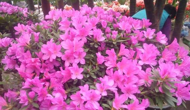 如何改善板结的养花土,花盆土壤板结怎么样松土不伤根