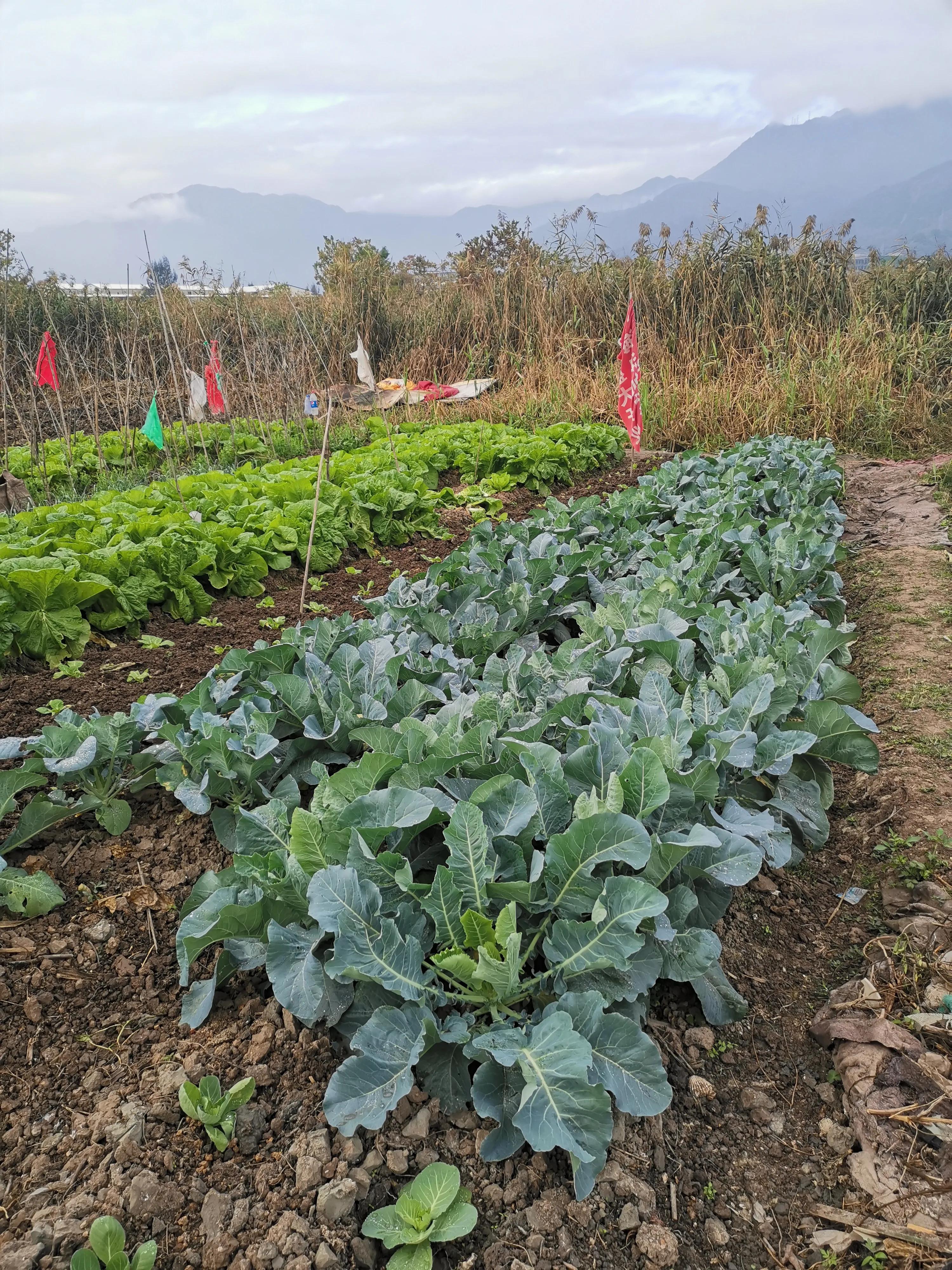 罗源滨海新城目前人口,罗源滨海新城多少亩地