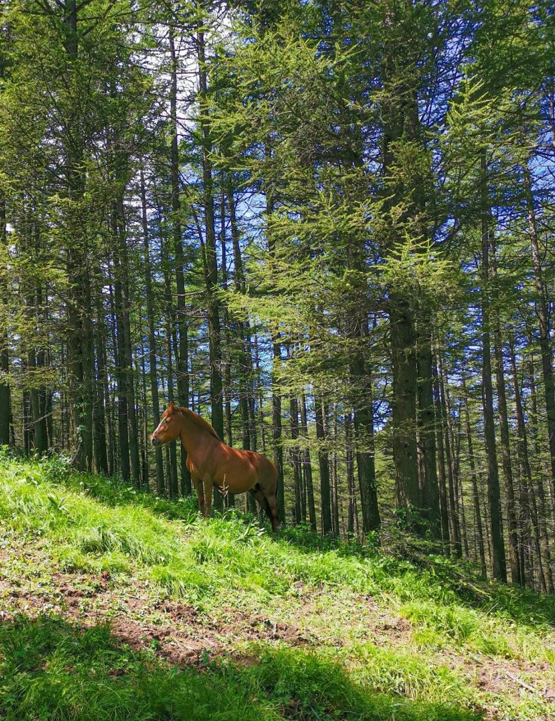 徒步穿越北驼梁完整版,穿越花海古道游记