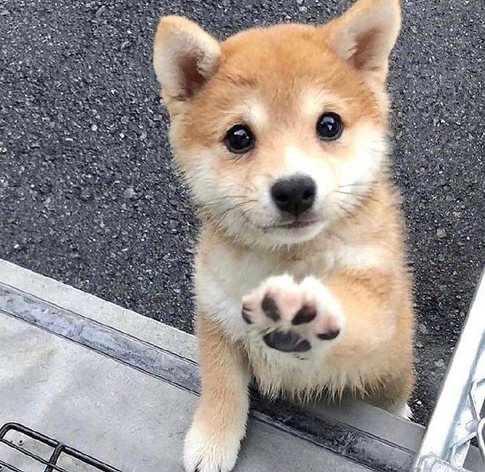 柴犬好养吗柴犬适合上班族养吗,普通人养柴犬需要注意什么