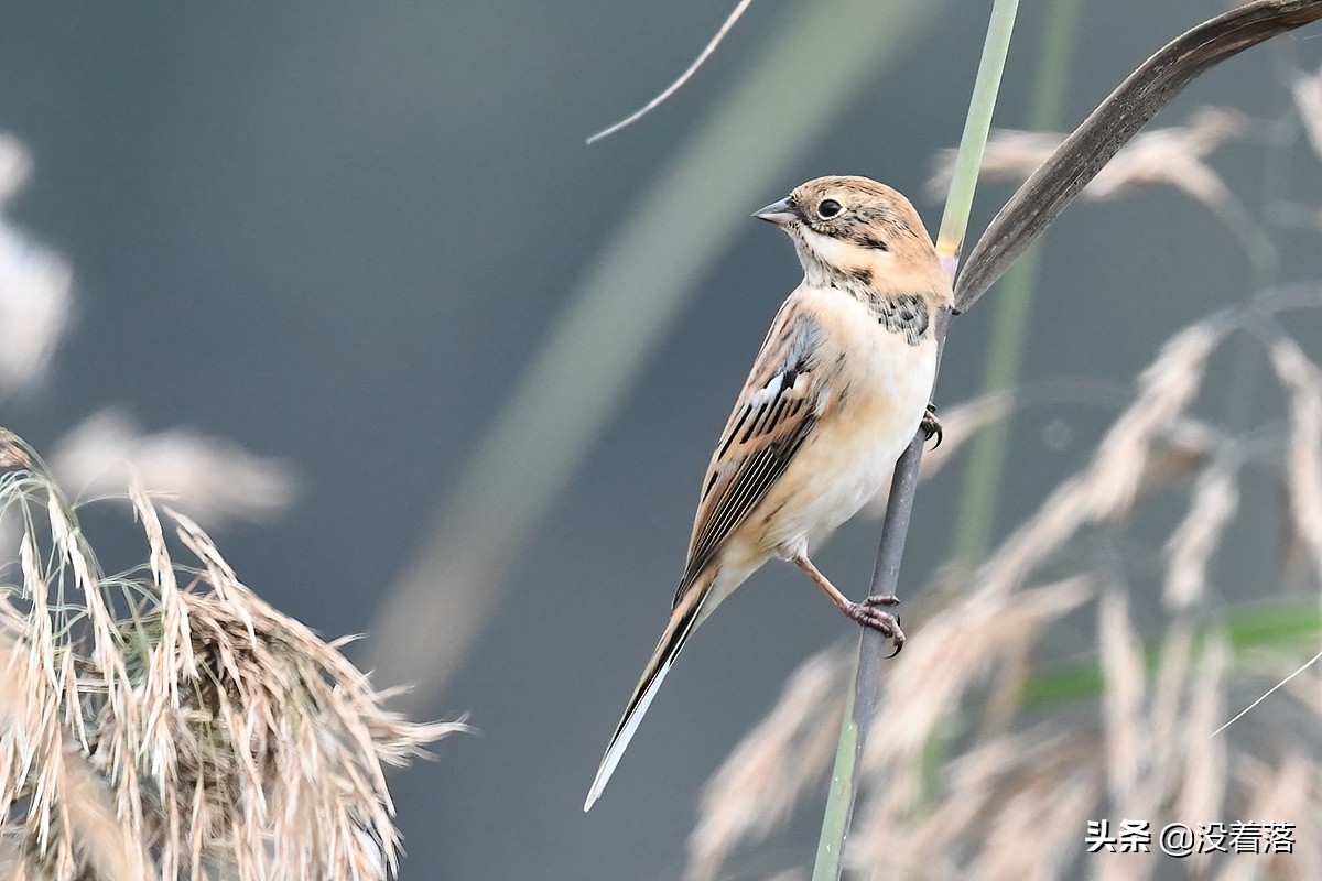「10.13」北京沙河观鸟日记：收获长尾山椒鸟与中华攀雀