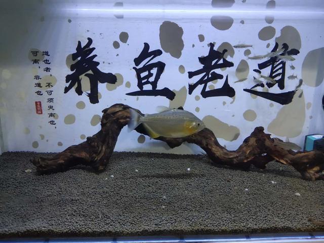 水质总是有白色细小浓稠泡沫,鱼缸水面泡沫过多