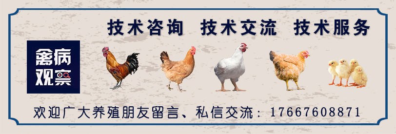 肉鸡怎么才能养好,肉鸡为什么长得慢