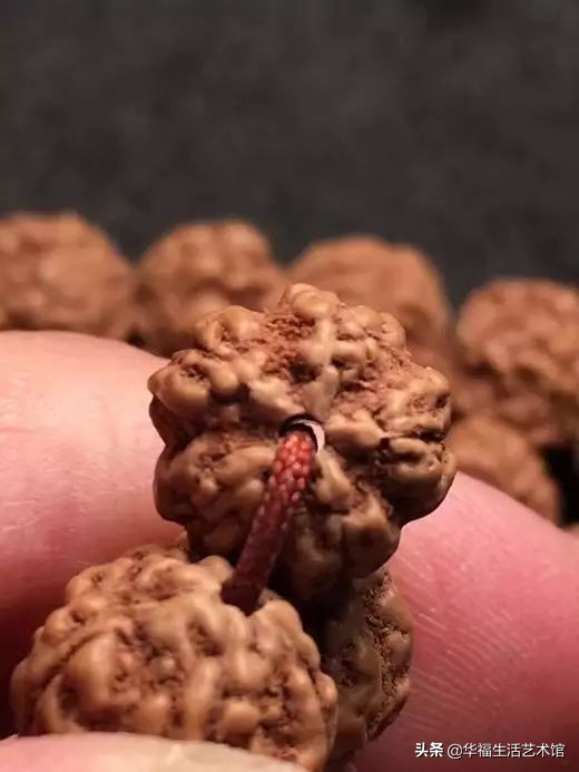 怎样挑选金刚是最好的,刚刚入手的金刚必须用水泡吗