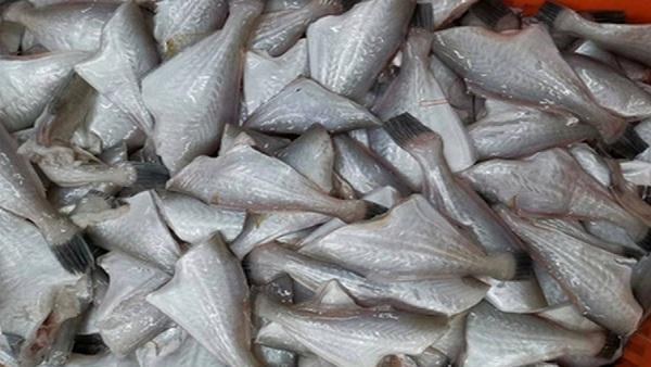 耗儿鱼是廉价的鱼吗,耗儿鱼从哪里来