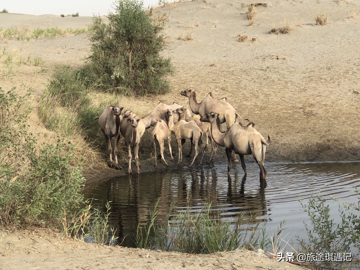 从阿拉尔到塔克拉玛干,从库尔勒去和田的最佳沙漠公路