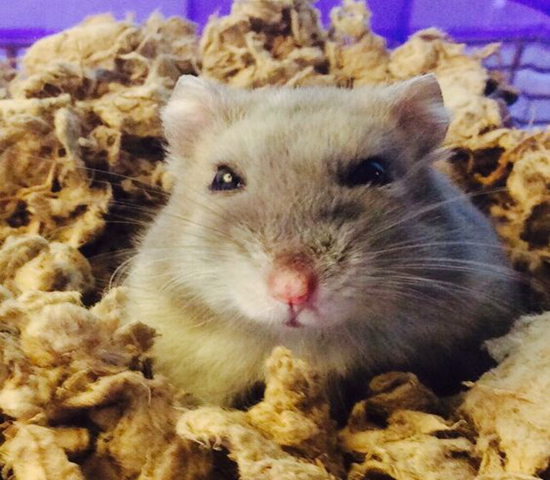 紫仓拒吃高价鼠粮，从小挑食愁坏主人，明白4点原因才能纠正