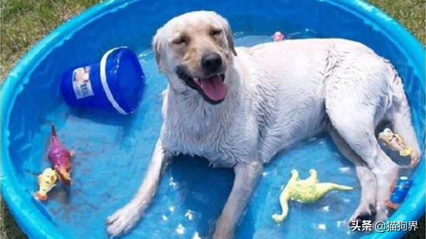 狗狗中暑严重去医院大概多少钱,狗狗中暑后又吐又拉血怎样治疗