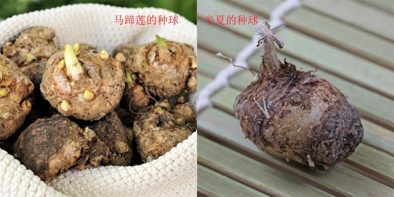 马蹄莲种球养护全过程,马蹄莲的栽种方法