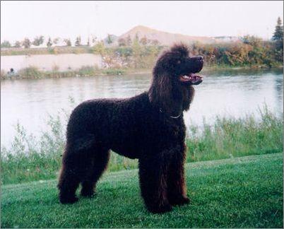 全世界100种名贵狗,世界上46多种名狗图文说明