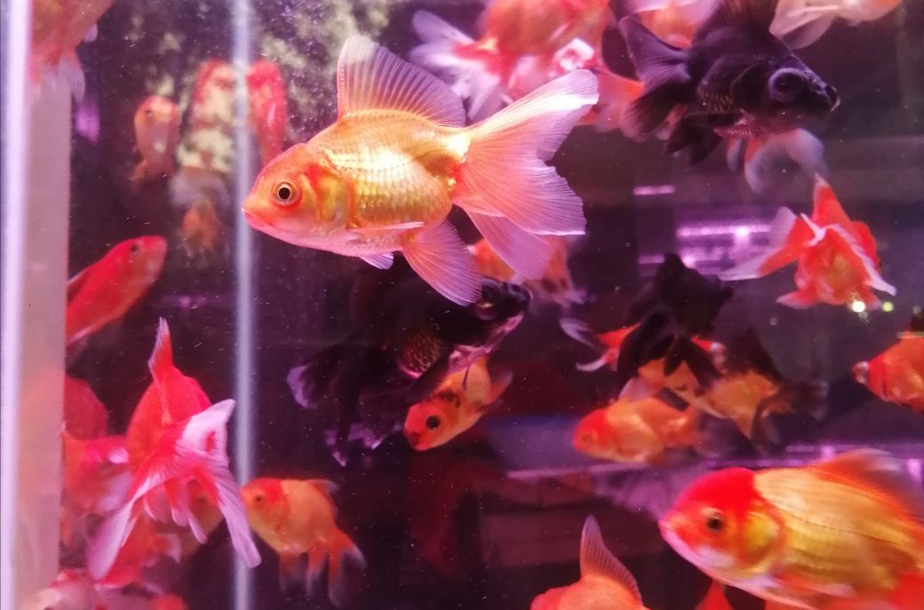 Shanghai：南京路扬州饭店