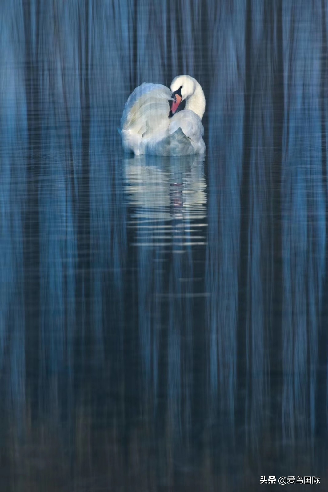 观鸟大年影片,观鸟大年在线观看