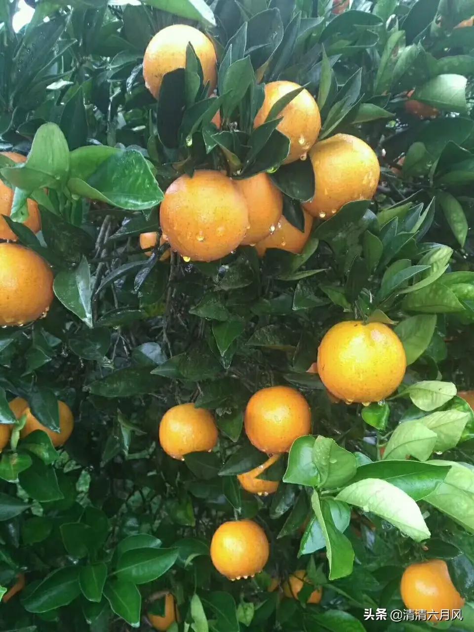 苗乡风俗习惯,麻阳苗乡的风俗