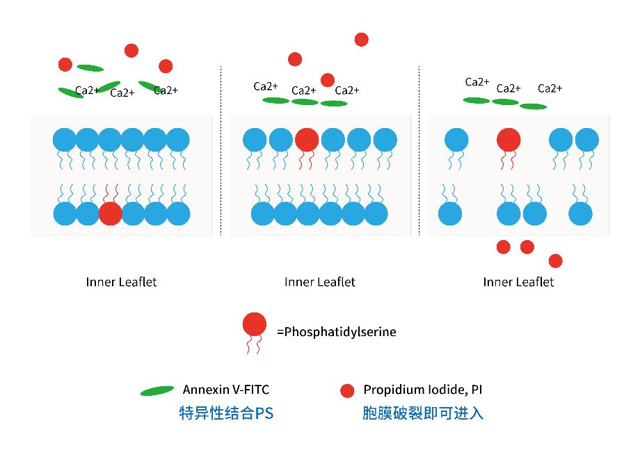 诺唯赞操作视频,诺唯赞细胞操作