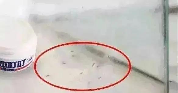 用什么方法灭蚊子最管用,灭蚊子的土方法