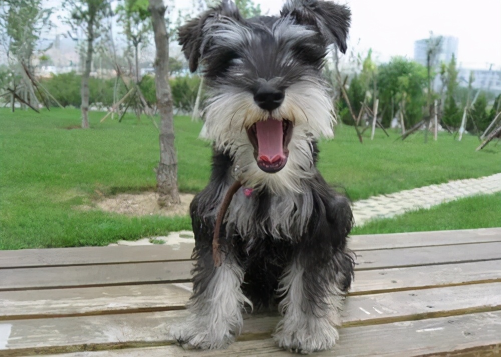 什么狗最好养又听话不掉毛不乱叫,什么狗适合家里养不掉毛也不臭