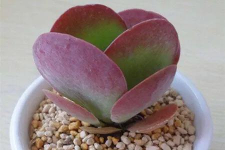 长寿花属多肉类植物,多肉类植物有哪些