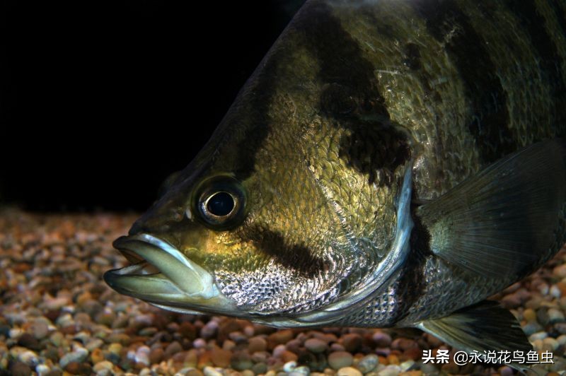稀有虎鱼孟加拉银虎鱼,虎鱼的种类,科普孟加拉银虎
