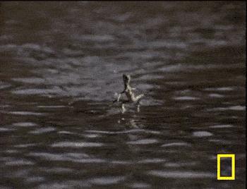 水和油不能融合是什么原理,水和油相溶的结论是什么呢