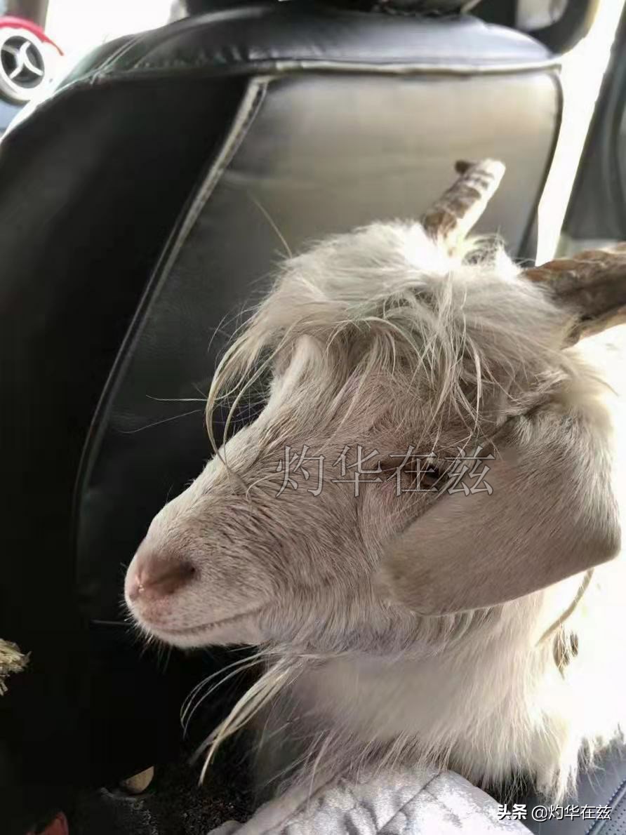 *疆新**极品风物·冰碴驹骊