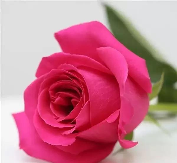 100种玫瑰图片大全,介绍100种不同品种的玫瑰视频