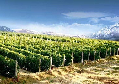 伊珠庄园赤霞珠干红葡萄酒,伊珠红冰葡萄酒价格及图片