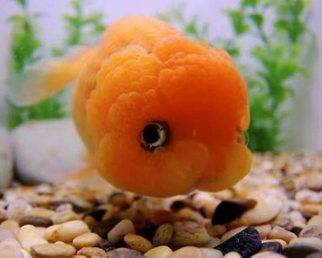 选鱼讲究,新手养鱼应该选择什么鱼