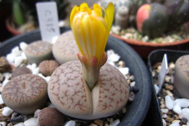 养生石花需要避开的5个误区，总结出了几点，帮你养好生石花