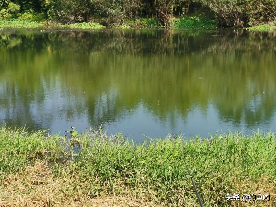 钓鱼怎么使用花生麸皮钓饵,麸皮搭配什么饵料最好钓鱼
