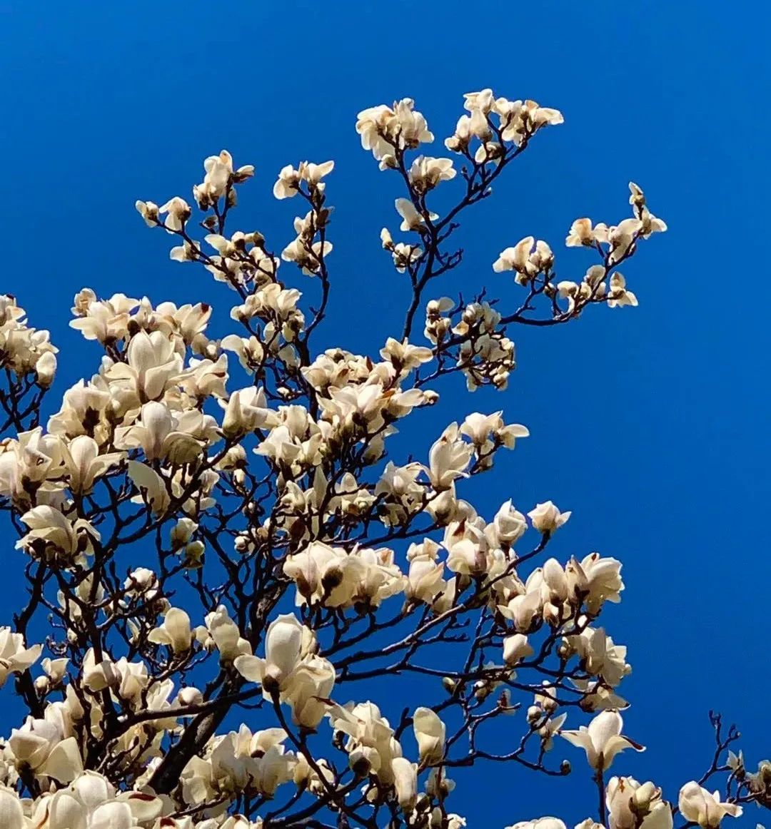 关于春天的古诗词名句大全简短,描写春天美丽景色的古诗名句大全