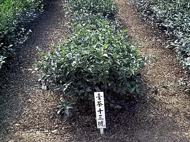 如何成为一名懂茶人,如何快速成为茶专家