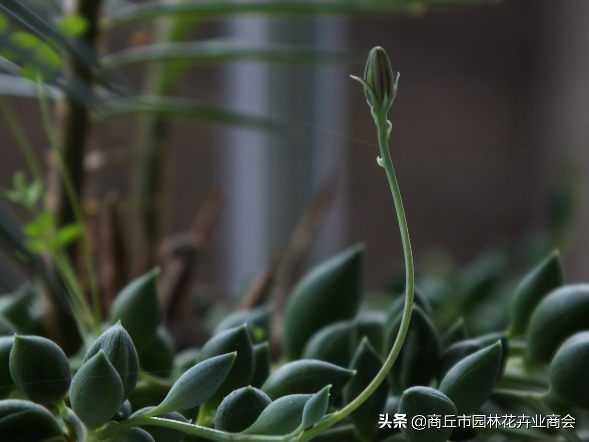 情人泪怎么养根系,情人泪怎么养才爆盆