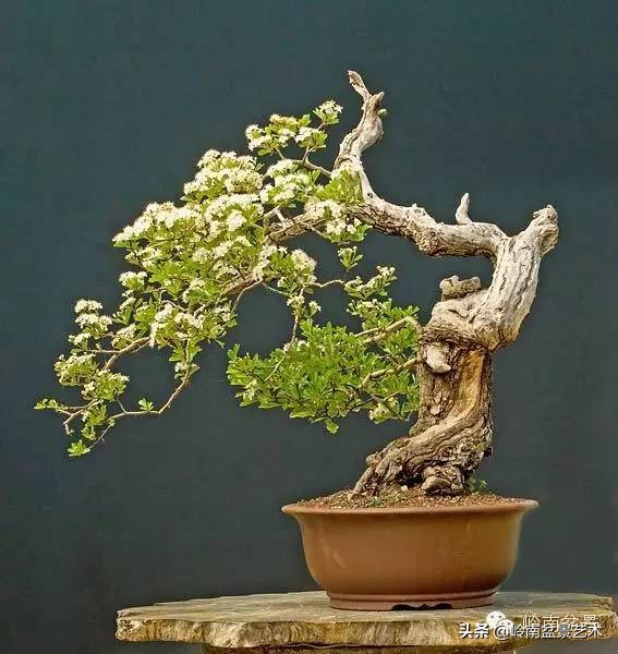 盆景结顶的形式,最好的盆景结顶方法