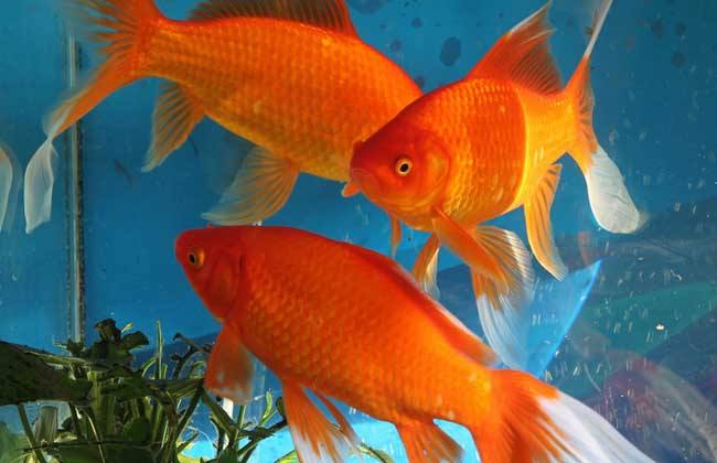 锦鲤锦鲫锦草区别,草金与锦鲫和锦鲤的区别