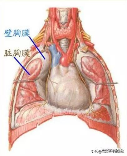 “万恶的”胸痛之七大疾病（上）