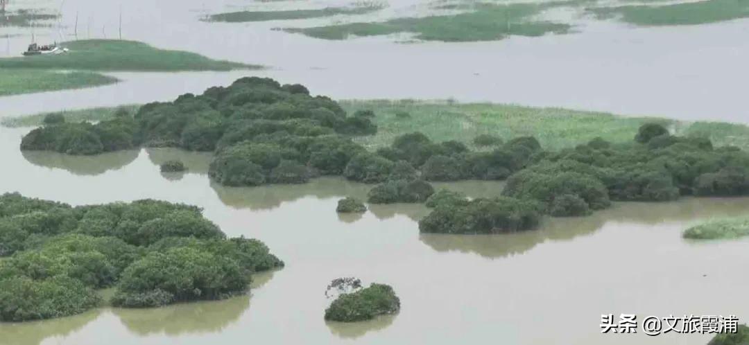 朝生为潮夕生为汐的拼音,朝生为潮夕生为汐什么意思