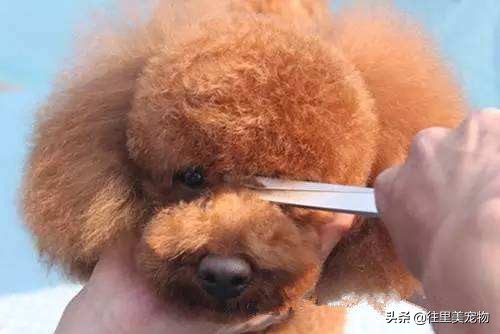 泰迪狗泪痕多吃什么牌子的狗粮好,泰迪狗鼻头褪色泪痕多是怎么回事