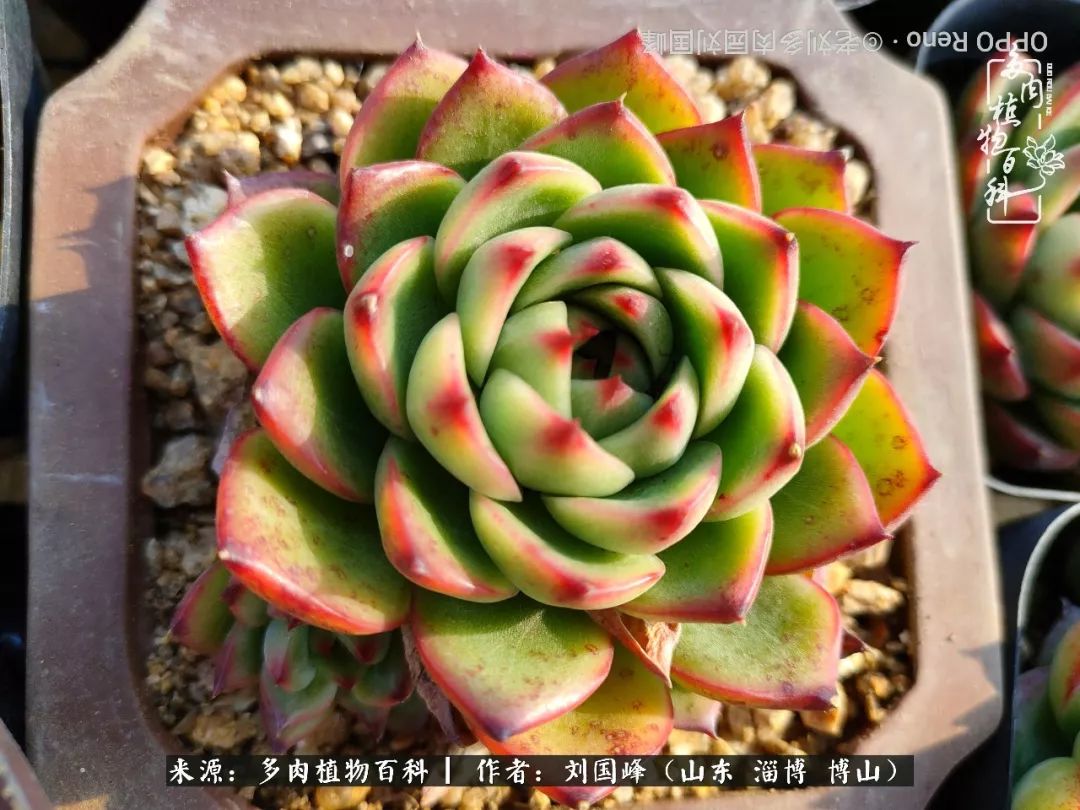 冬季室温20度以上多肉怎么养,贵的不一定就是好的便宜的