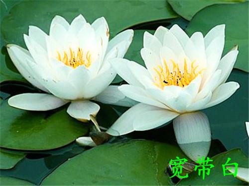 睡莲能在室内种植吗,大缸种植睡莲怎么养