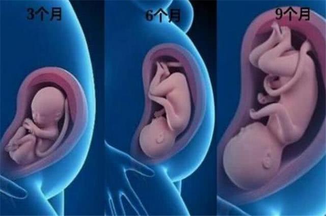 胎儿3个月长出器官了吗,1-10个月胎儿发育标准图