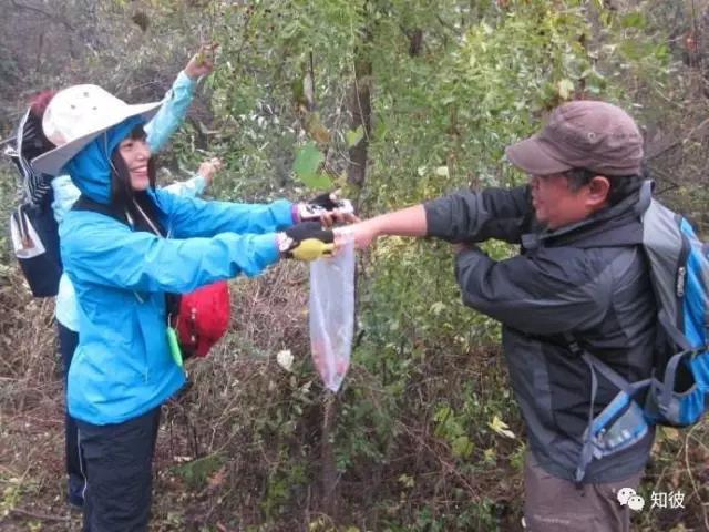 酸枣的喜好,酸枣儿时回忆