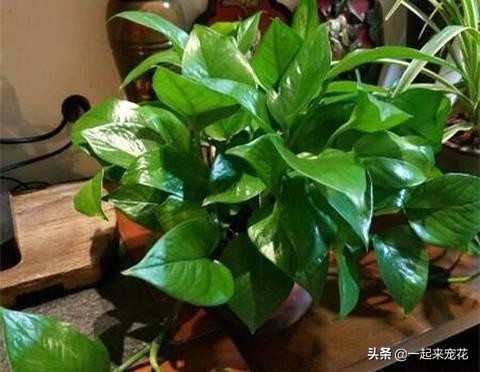 绿萝喝什么才绿油油,绿萝喝4种水长得贼快